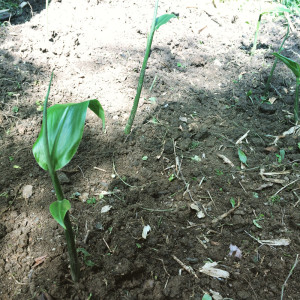 image06
