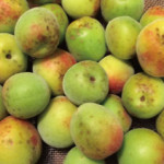 ume